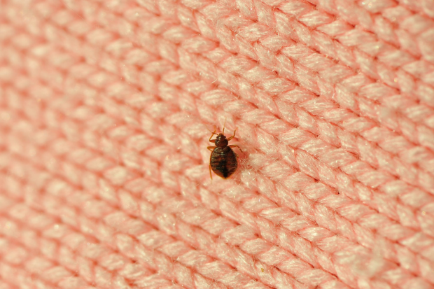 Bed-Bug-Treatment - Claremont Best Pest Pros | Claremont, CA | 909-552-8669