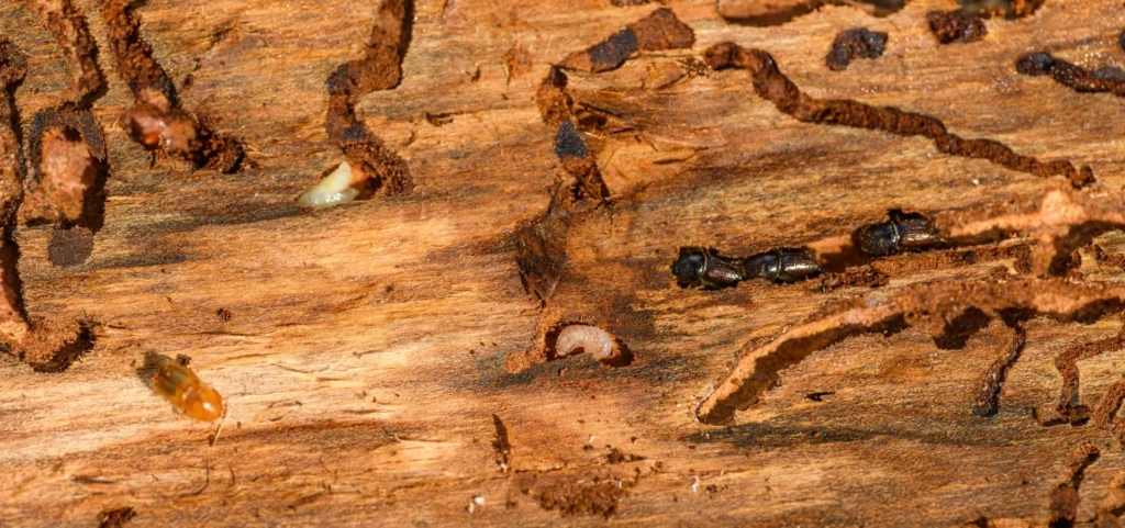 Is Your Home at Risk for Termite Damage - Claremont Best Pest Pros | Claremont, CA | 909-552-8669