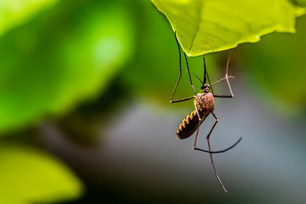Mosquito-Control-for-Every-Outdoor-Space - Claremont Best Pest Pros | Claremont, CA | 909-552-8669