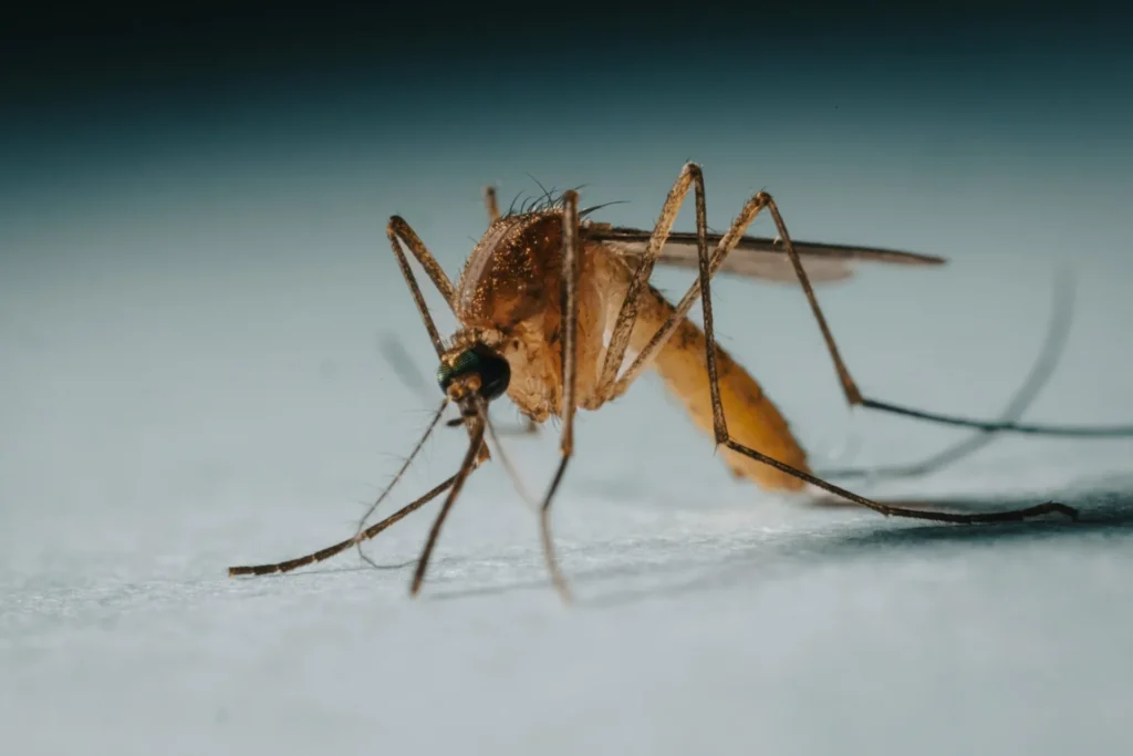 Protect Your Family from Mosquito-Borne-Diseases - Claremont Best Pest Pros | Claremont, CA | 909-552-8669