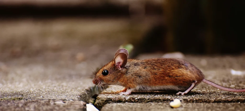 Residential-Commercial-Rodent-Solutions - Claremont Best Pest Pros | Claremont, CA | 909-552-8669