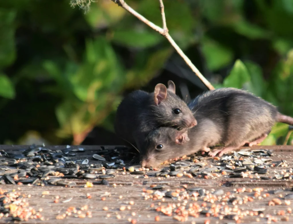 Rodent-Removal - Claremont Best Pest Pros | Claremont, CA | 909-552-8669