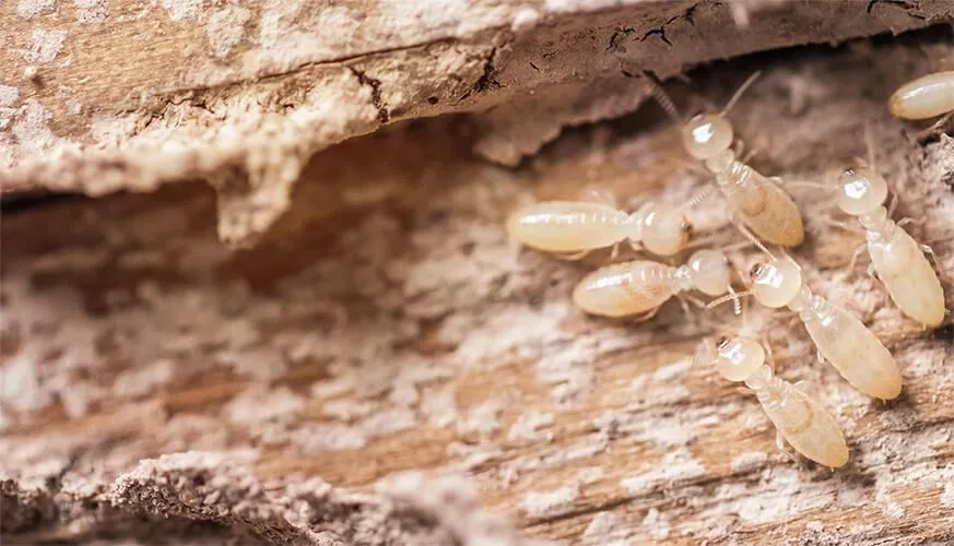 Signs You May Have a Termite Infestation - Claremont Best Pest Pros | Claremont, CA | 909-552-8669