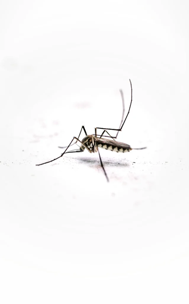Tired of Mosquitoes Ruining Your Evenings - Claremont Best Pest Pros | Claremont, CA | 909-552-8669
