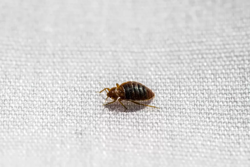 Why Bed Bug Heat Treatments Work Best - Claremont Best Pest Pros | Claremont, CA | 909-552-8669