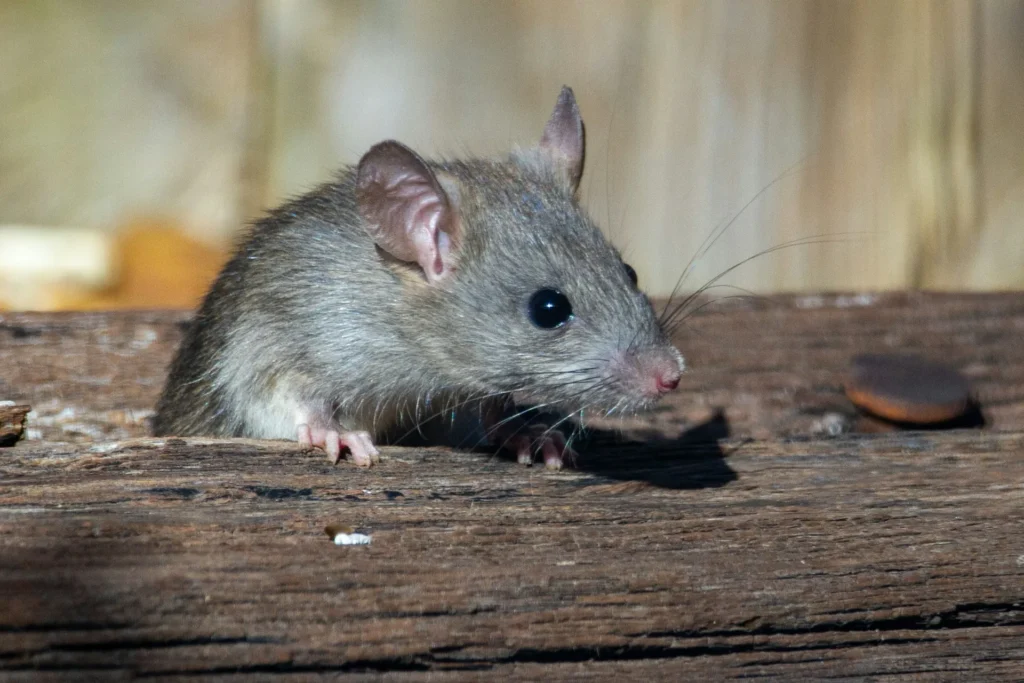 Why-Choose-Our-Rodent-Exterminators - Claremont Best Pest Pros | Claremont, CA | 909-552-8669
